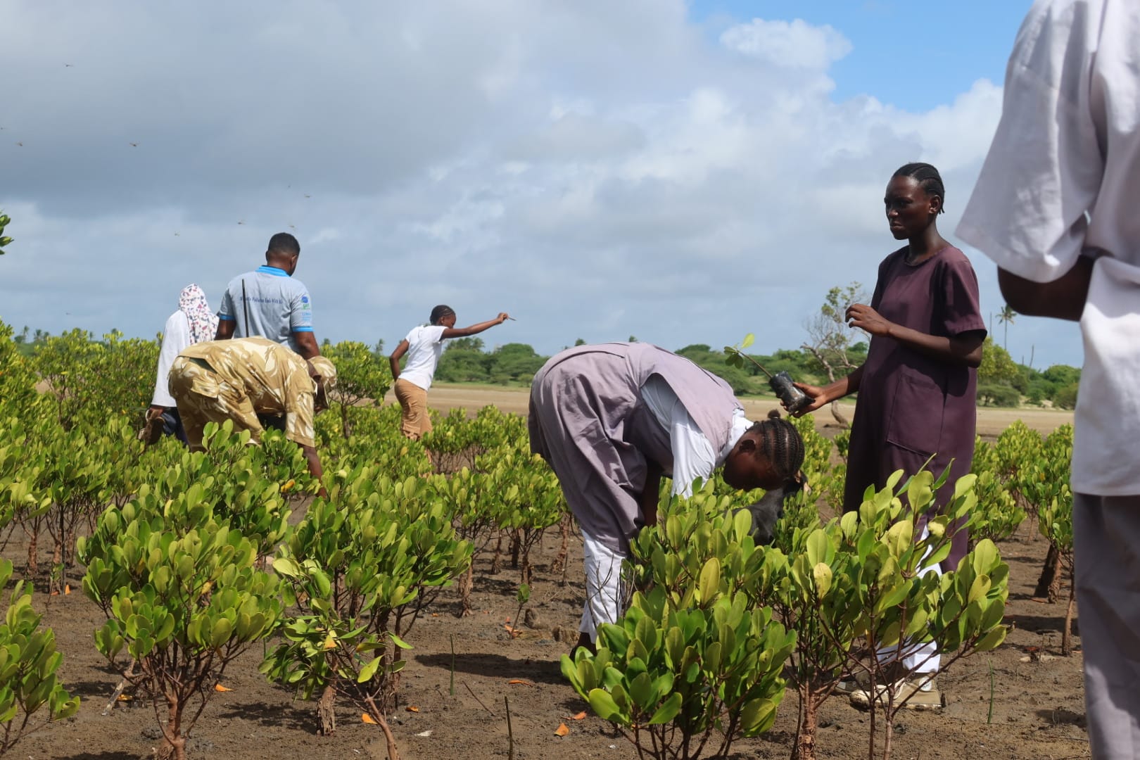 Volunteers celebrating after mangrove planting